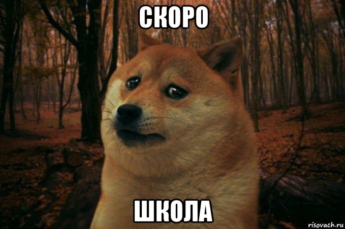 скоро школа, Мем SAD DOGE