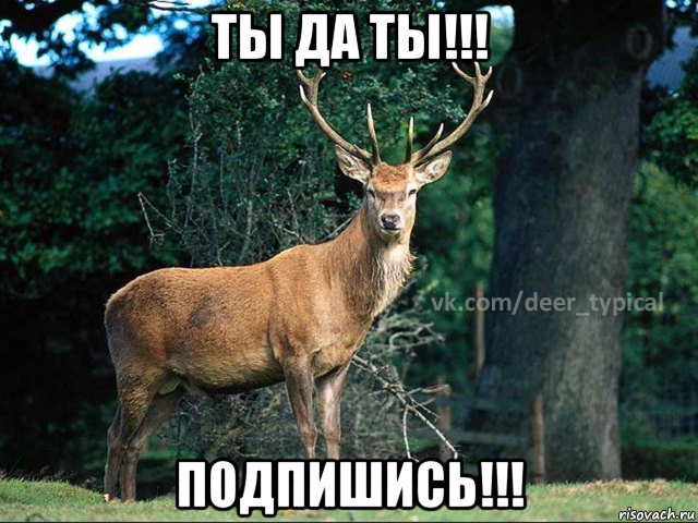 ты да ты!!! подпишись!!!, Мем Паблик Типичный олень