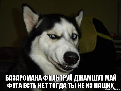 Базаромана фильтруй джамшут май фуга есть нет тогда ты не из наших, Комикс  Собака подозревака