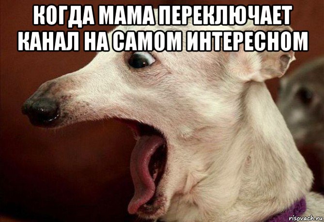 когда мама переключает канал на самом интересном , Мем  собака