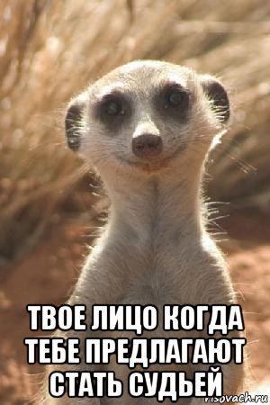  твое лицо когда тебе предлагают стать судьей, Мем Суслик