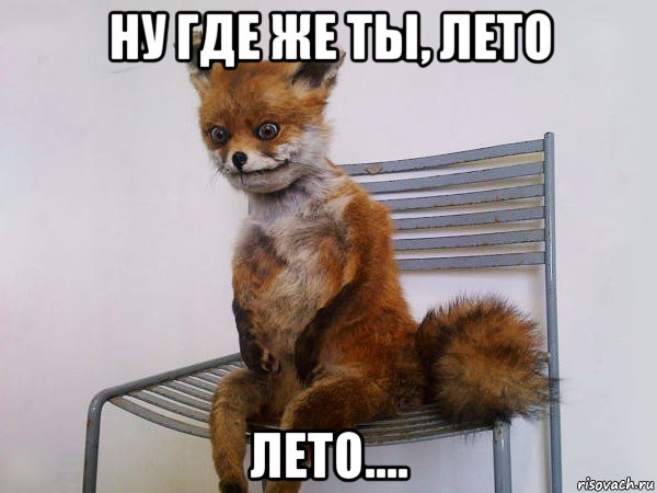 ну где же ты, лето лето...., Мем Упоротый лис