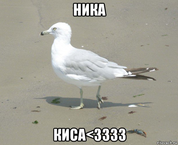 ника киса<3333