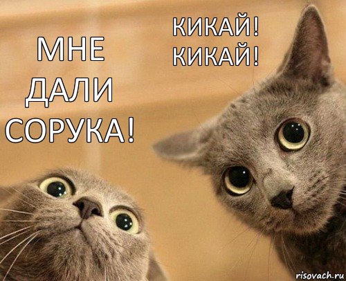 Мне дали сорука! Кикай! Кикай!, Комикс  2 кота