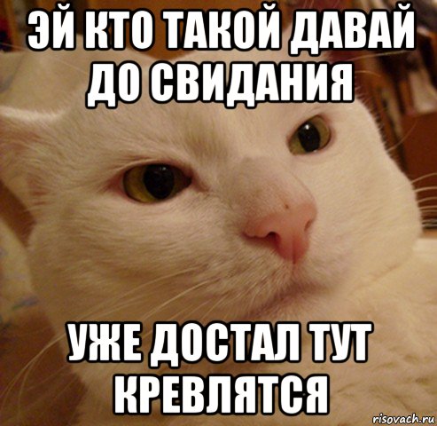 эй кто такой давай до свидания уже достал тут кревлятся, Мем Дерзкий котэ