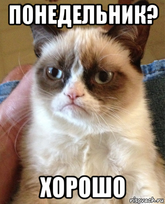 понедельник? хорошо, Мем Grumpy Cat small