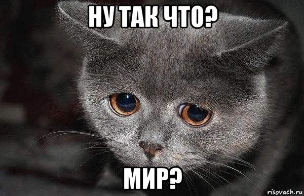 ну так что? мир?, Мем  Грустный кот