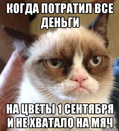 когда потратил все деньги на цветы 1 сентября и не хватало на мяч, Мем Грустный (сварливый) кот