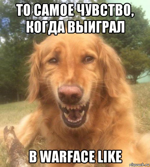 то самое чувство, когда выиграл в warface like, Мем   Когда увидел что соседского кота отнесли в чебуречную