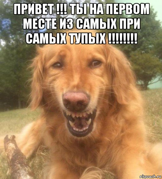 привет !!! ты на первом месте из самых при самых тупых !!!!!!!! , Мем   Когда увидел что соседского кота отнесли в чебуречную