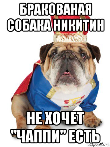 бракованая собака никитин не хочет "чаппи" есть