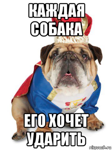 каждая собака его хочет ударить