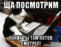 ща посмотрим каких ты там котов смотрел!, Мем Кошка за компьютером