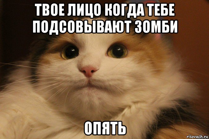 твое лицо когда тебе подсовывают зомби опять, Мем Кот в колпаке