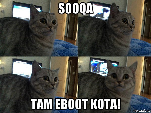 sooqa tam eboot kota!, Мем  Кот в шоке