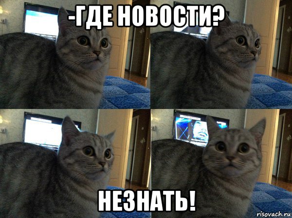 -где новости? незнать!, Мем  Кот в шоке