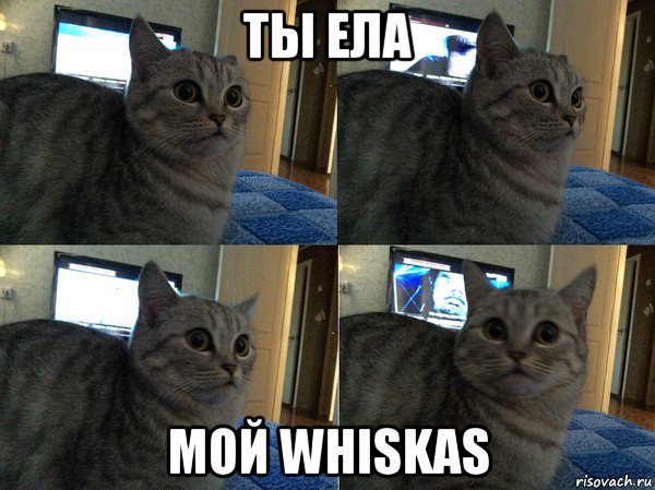 ты ела мой whiskas, Мем  Кот в шоке