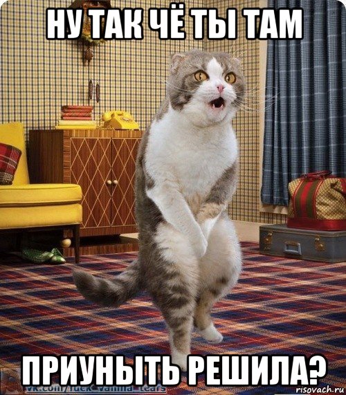 ну так чё ты там приуныть решила?, Мем кот