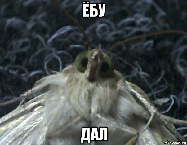 ёбу дал