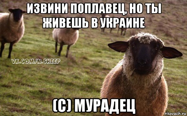 извини поплавец, но ты живешь в украине (с) мурадец, Мем  Наивная Овца