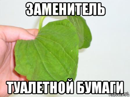 заменитель туалетной бумаги, Мем Подорожник