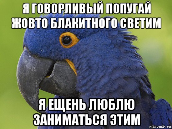 Попугаи жако доказали, что думают, когда говорят | Санкт-Петербургский государственный университет