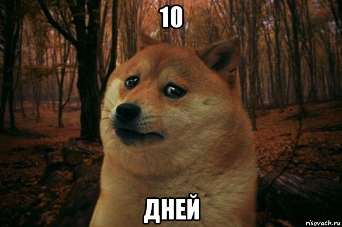 10 дней, Мем SAD DOGE