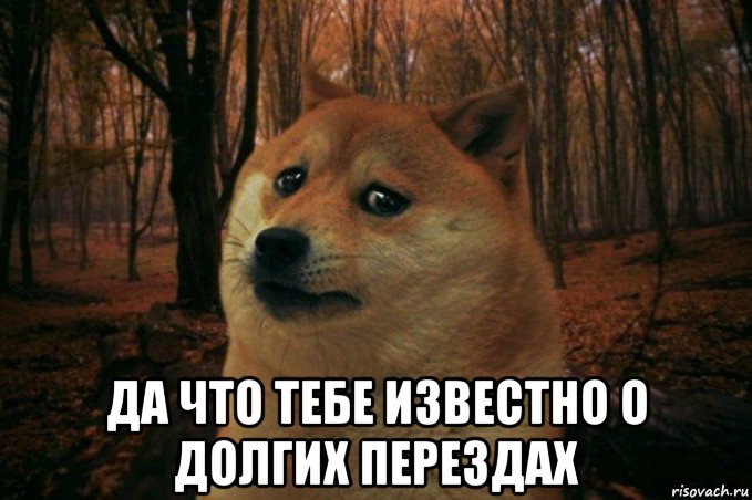  да что тебе известно о долгих перездах, Мем SAD DOGE