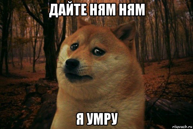 дайте ням ням я умру, Мем SAD DOGE