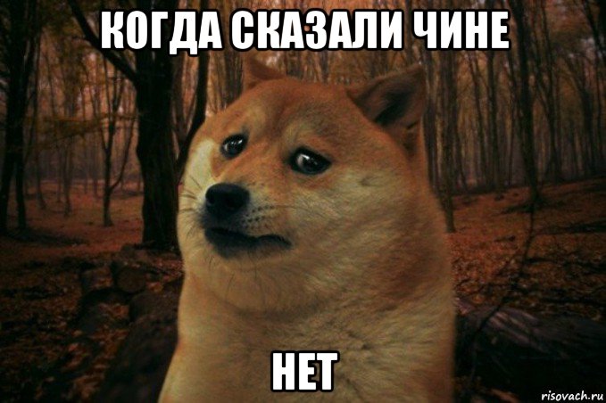 когда сказали чине нет, Мем SAD DOGE