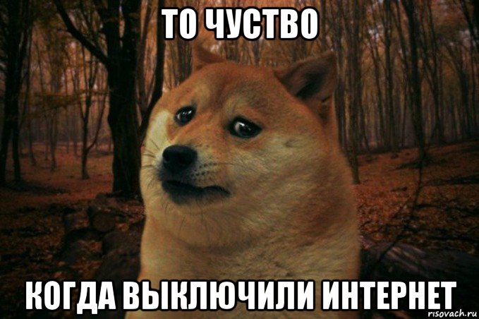 то чуство когда выключили интернет, Мем SAD DOGE