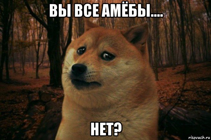 вы все амёбы.... нет?, Мем SAD DOGE