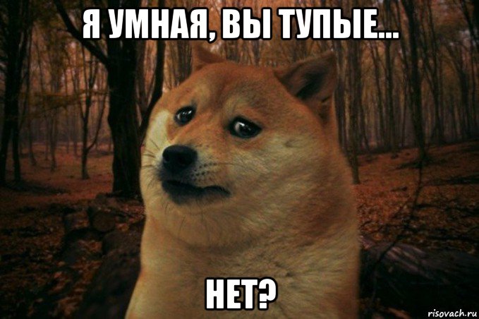 я умная, вы тупые... нет?, Мем SAD DOGE