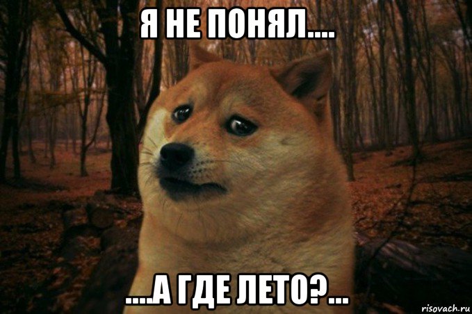 я не понял.... ....а где лето?..., Мем SAD DOGE