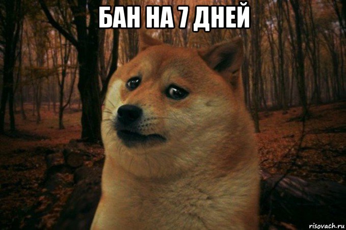 бан на 7 дней , Мем SAD DOGE