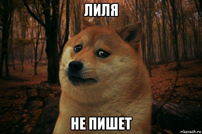 лиля не пишет, Мем SAD DOGE