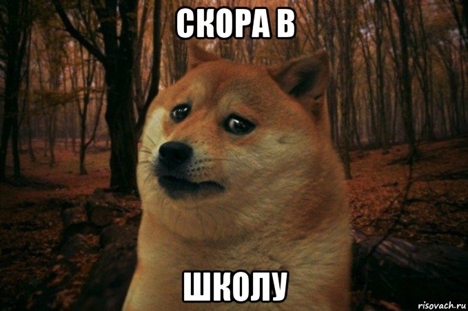 скора в школу, Мем SAD DOGE