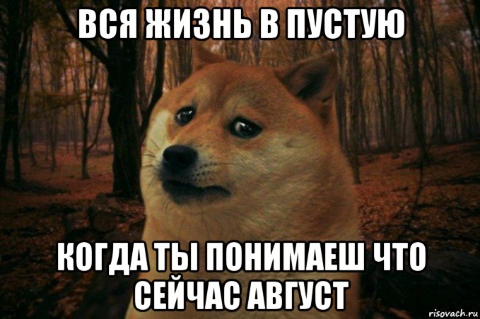 вся жизнь в пустую когда ты понимаеш что сейчас август, Мем SAD DOGE