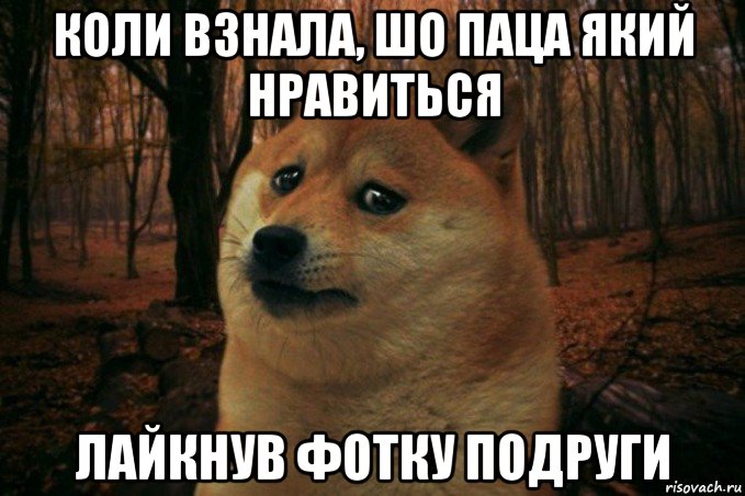 коли взнала, шо паца який нравиться лайкнув фотку подруги, Мем SAD DOGE