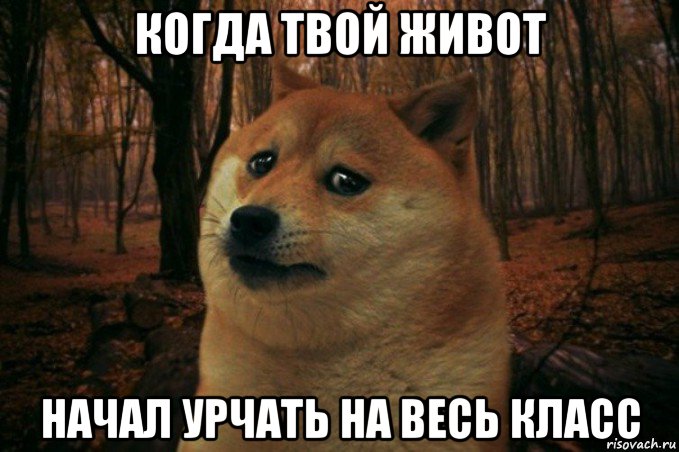 когда твой живот начал урчать на весь класс, Мем SAD DOGE