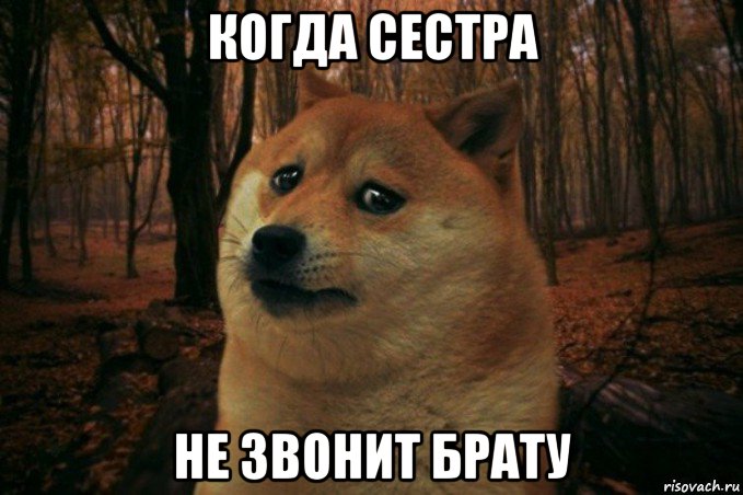 когда сестра не звонит брату, Мем SAD DOGE