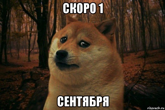 скоро 1 сентября, Мем SAD DOGE