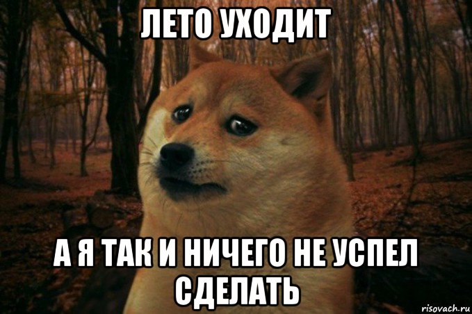 лето уходит а я так и ничего не успел сделать, Мем SAD DOGE