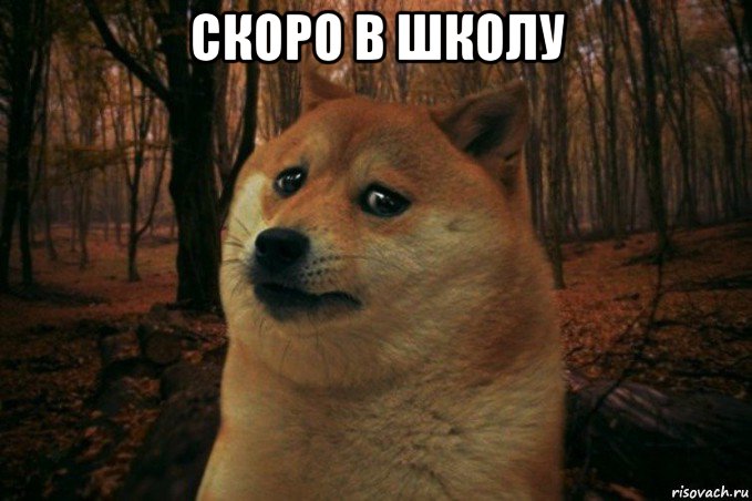 скоро в школу , Мем SAD DOGE