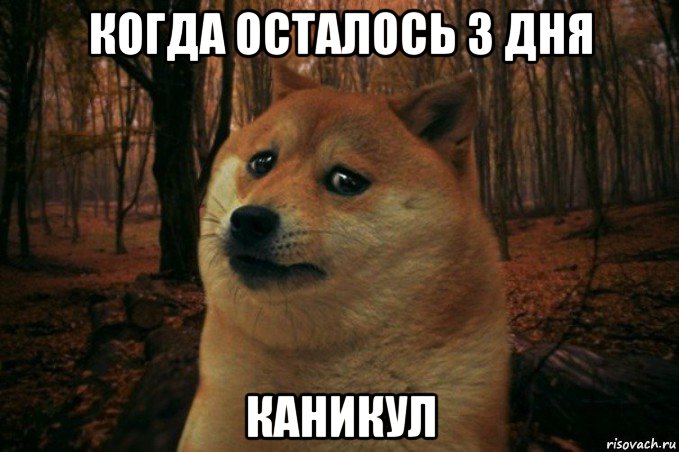 когда осталось 3 дня каникул, Мем SAD DOGE