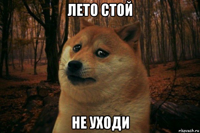 лето стой не уходи, Мем SAD DOGE