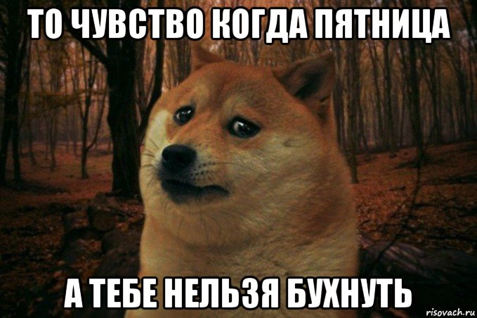 то чувство когда пятница а тебе нельзя бухнуть, Мем SAD DOGE