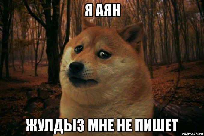 я аян жулдыз мне не пишет, Мем SAD DOGE