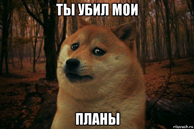 ты убил мои планы, Мем SAD DOGE