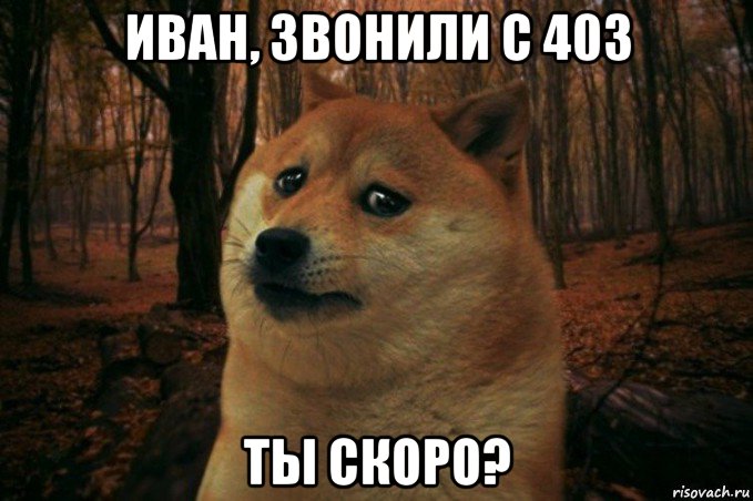 иван, звонили с 403 ты скоро?, Мем SAD DOGE